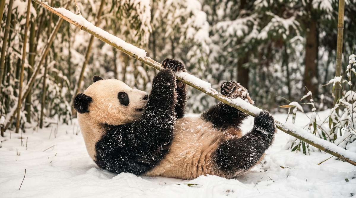 海角今日推荐熊猫视频