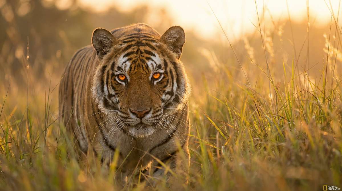 海角今日推荐老虎视频
